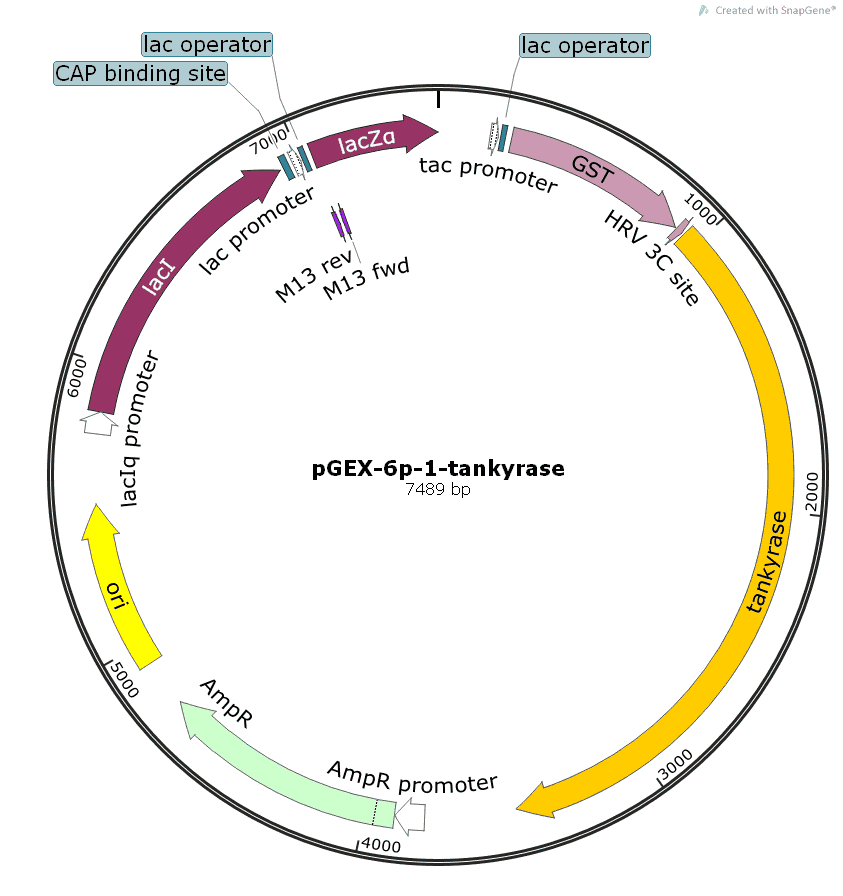 pGEX- 6p- 1- tankyrase Plasmid