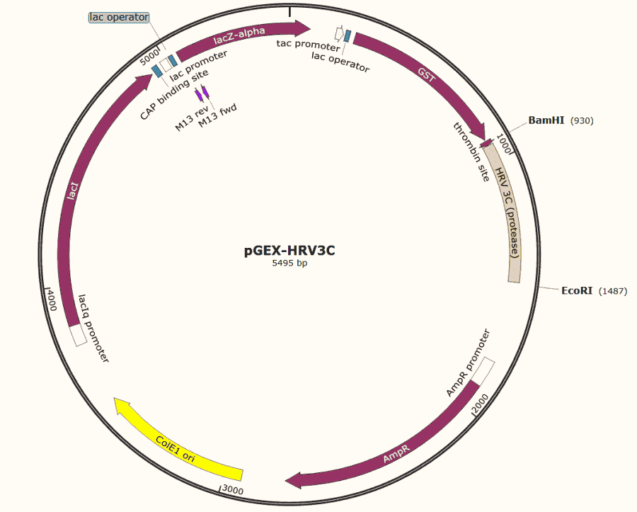 pGEX- HRV3C - Click Image to Close