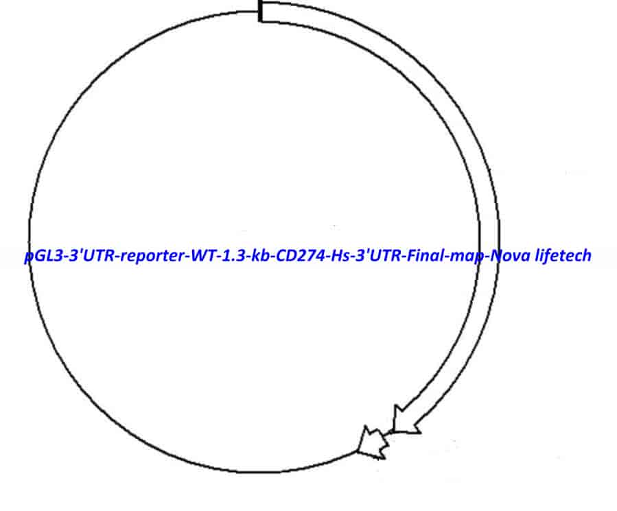 pGL3 3'UTR reporter WT 1.3 kb CD274 Hs 3'UTR Final Plasmid - Click Image to Close