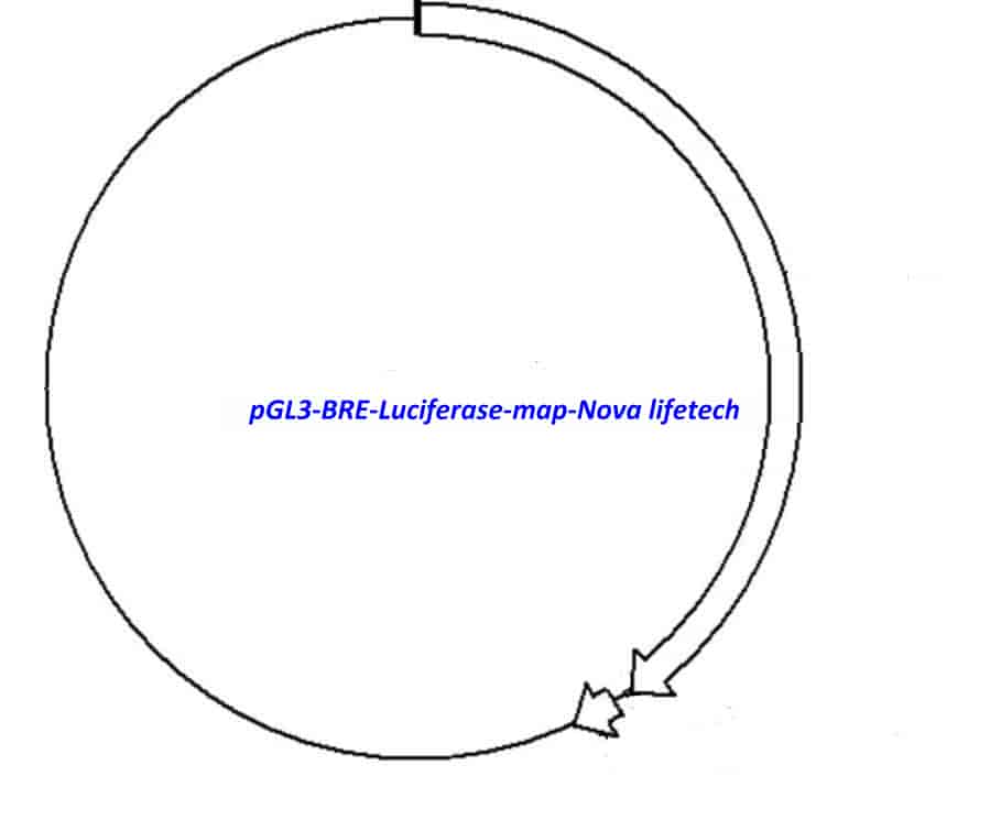 pGL3 BRE Luciferase vector