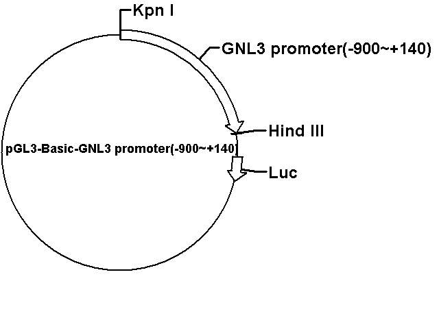 pGL3-Basic-GNL3 promoter(-900~+140) Plasmid - Click Image to Close