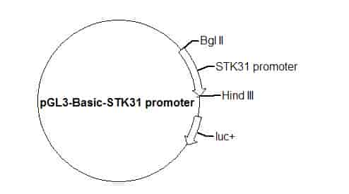 pGL3-Basic-STK31 promoter Plasmid - Click Image to Close
