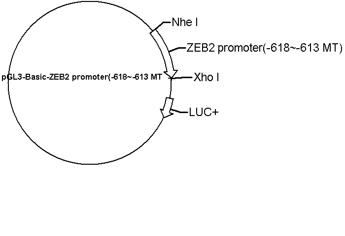 pGL3-Basic-ZEB2 promoter(-618~-613 MT) Plasmid - Click Image to Close
