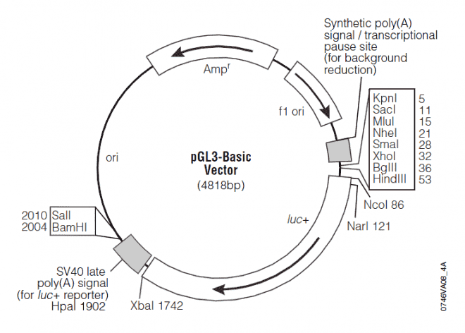 pGL3-Basic - Click Image to Close
