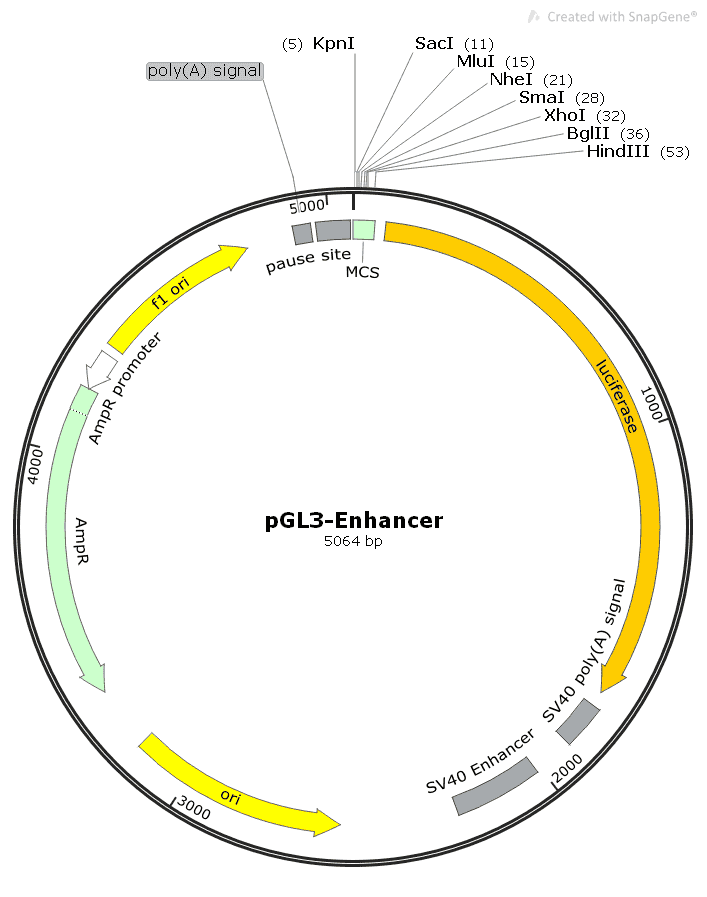 pGL3- Enhancer Plasmid - Click Image to Close