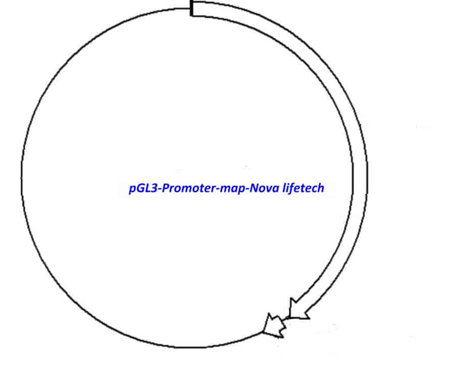 pGL3- Promoter Plasmid