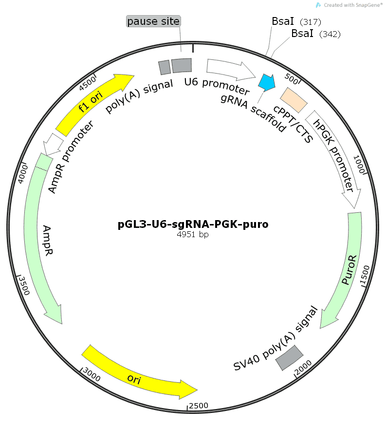 pGL3- U6- sgRNA- PGK- puromycin - Click Image to Close