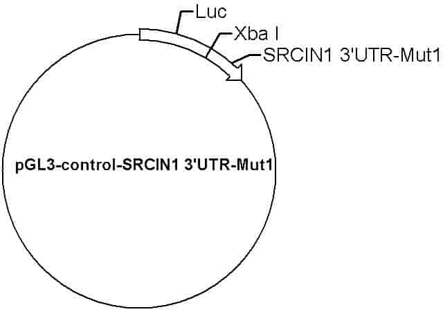 pGL3-control-SRCIN1 3'UTR-Mut1 Plasmid - Click Image to Close