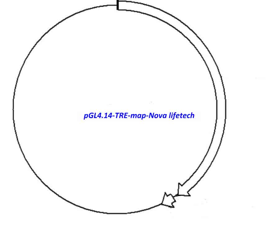 pGL4.14-TRE Plasmid - Click Image to Close