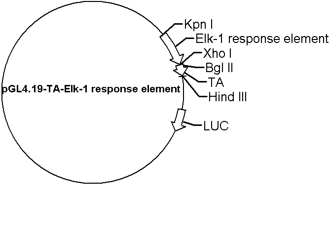 pGL4.19-TA-Elk-1 response element Plasmid - Click Image to Close