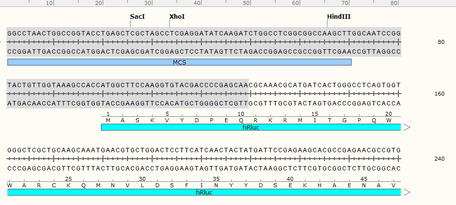 pGL4.79[hRluc/ Neomycin] Plasmid - Click Image to Close