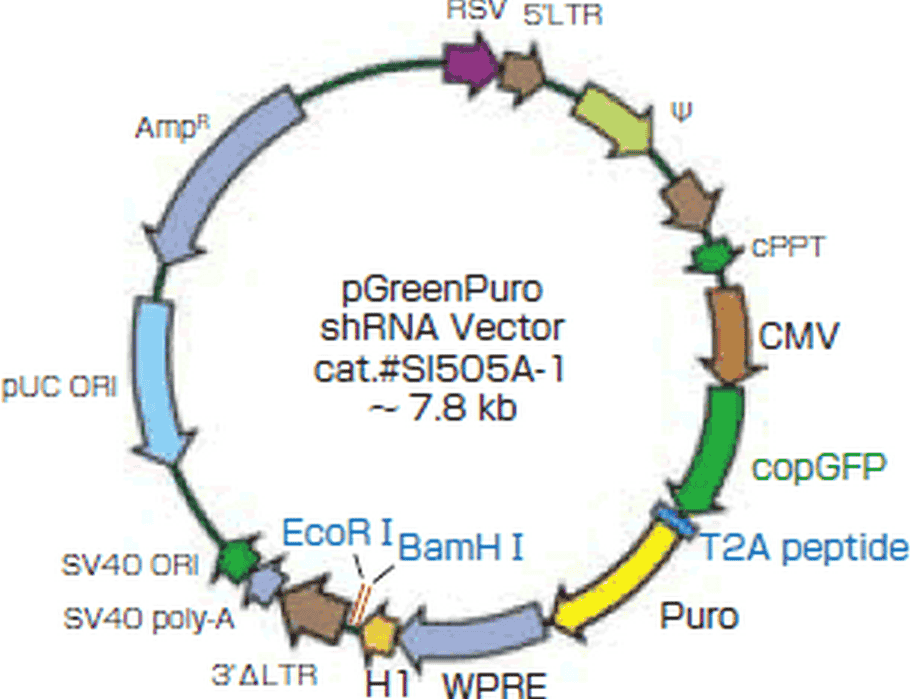 pGreen- puro Plasmid - Click Image to Close