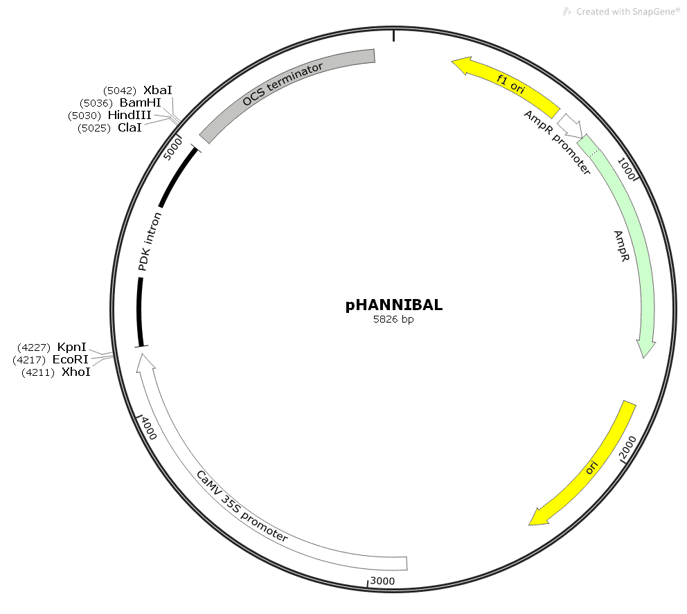 pHANNIBAL - Click Image to Close