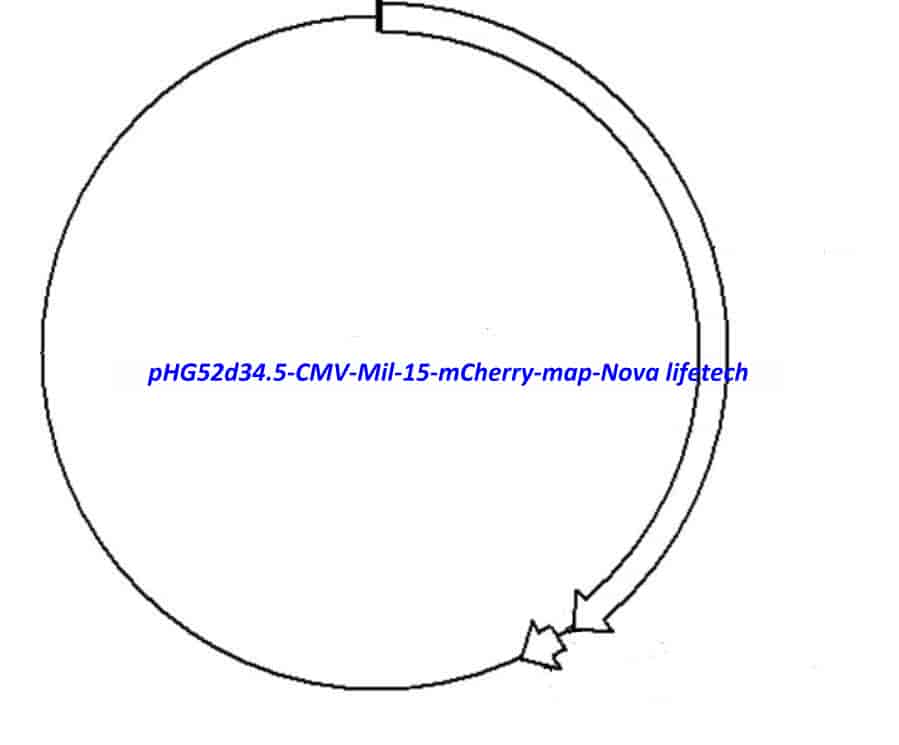 pHG52d34.5-CMV-Mil-15-mCherry