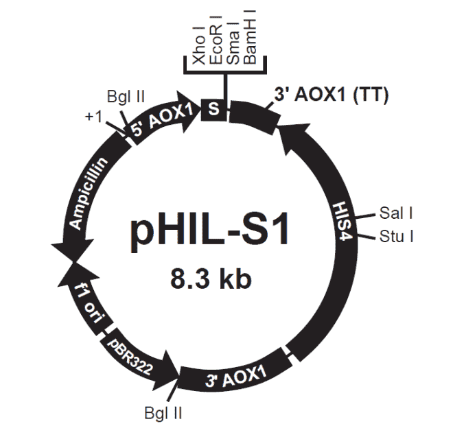 pHIL-S1 - Click Image to Close