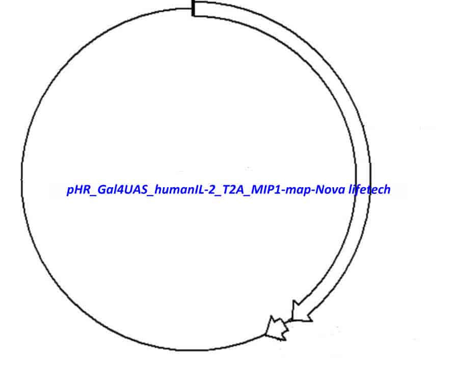 pHR_Gal4UAS_humanIL- 2_T2A_MIP1