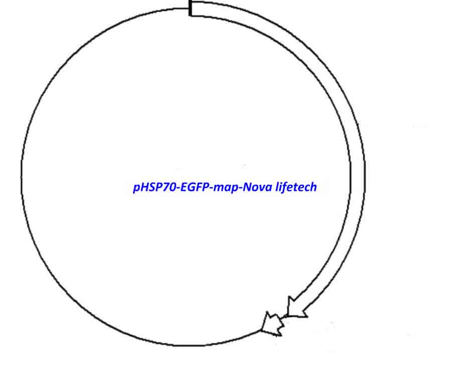 pHSP70- EGFP