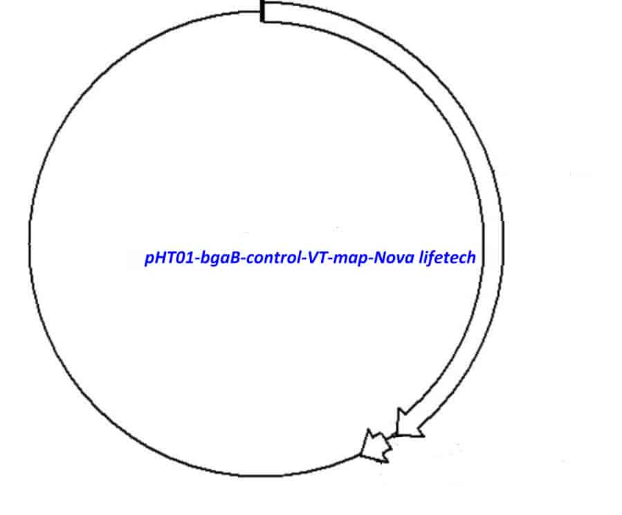 pHT01- bgaB control VT Plasmid