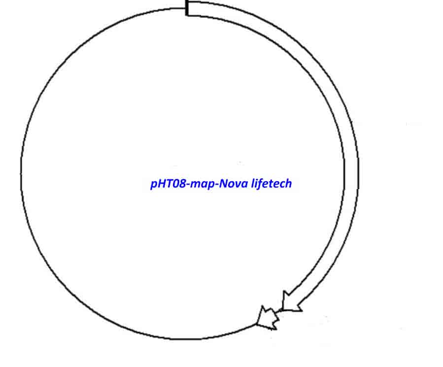 pHT08 Plasmid - Click Image to Close