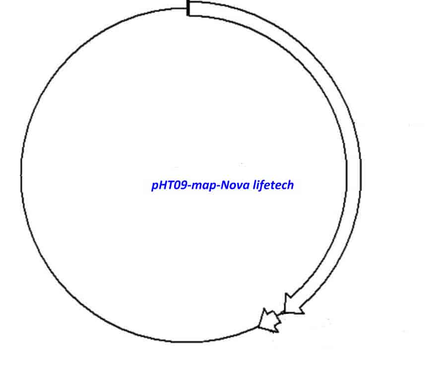 pHT09 Plasmid - Click Image to Close