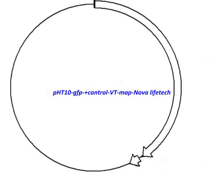 pHT10- gfp +control VT Plasmid