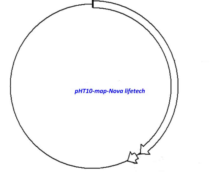 pHT10 Plasmid - Click Image to Close
