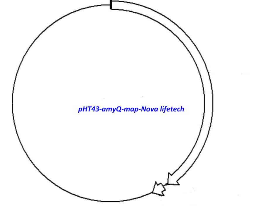 pHT43- amyQ Plasmid - Click Image to Close