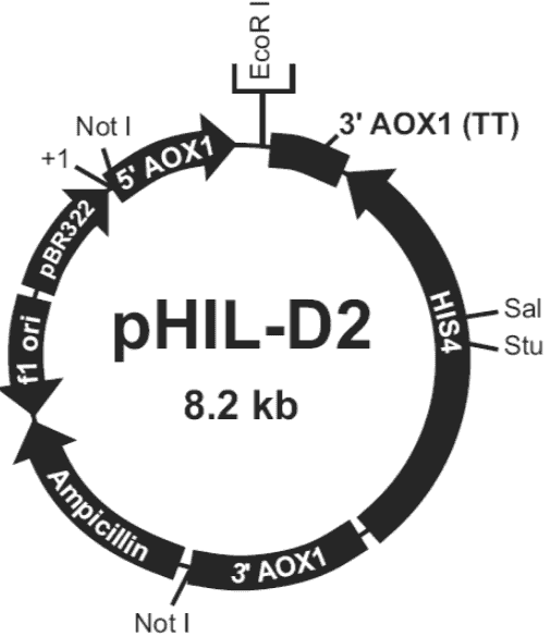pHiL- D2 Plasmid