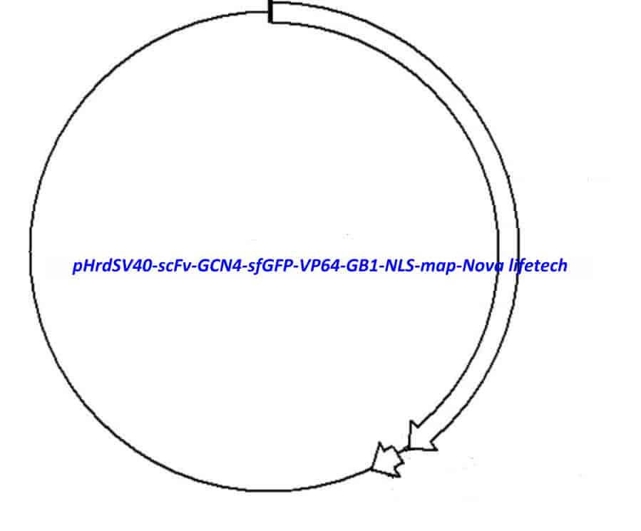 pHrdSV40- scFv- GCN4- sfGFP- VP64- GB1- NLS - Click Image to Close