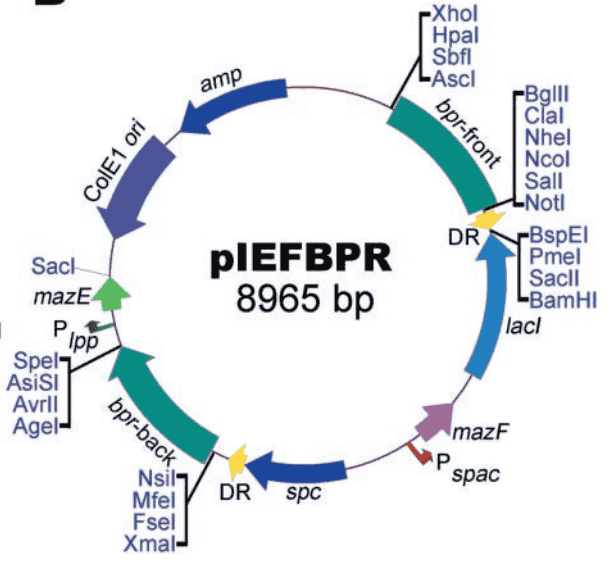 pIEFBPR - Click Image to Close