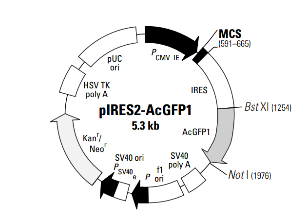 pIRES2- AcGFP1