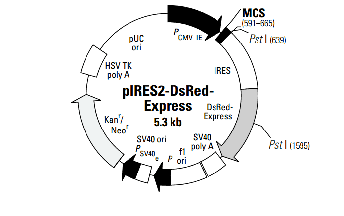 pIRES2- DsRed- Express Plasmid - Click Image to Close