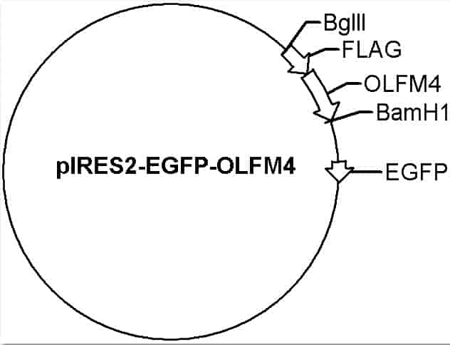 pIRES2-EGFP-OLFM4 Plasmid - Click Image to Close