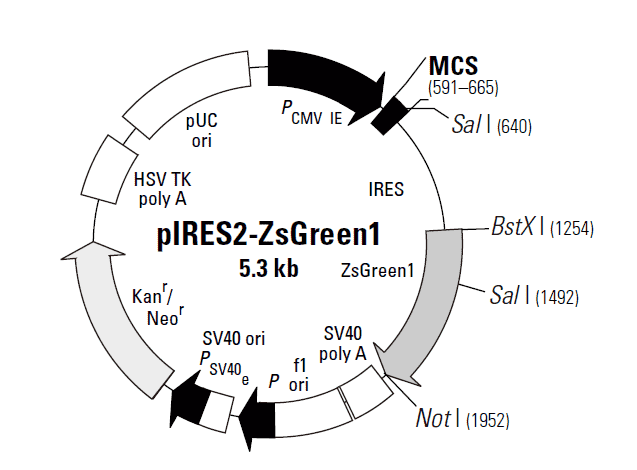 pIRES2-ZsGreen1