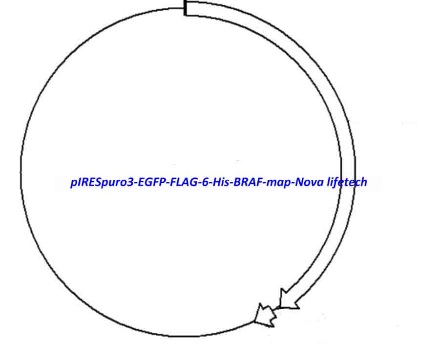 pIRESpuro3-EGFP-FLAG-6-His-BRAF - Click Image to Close