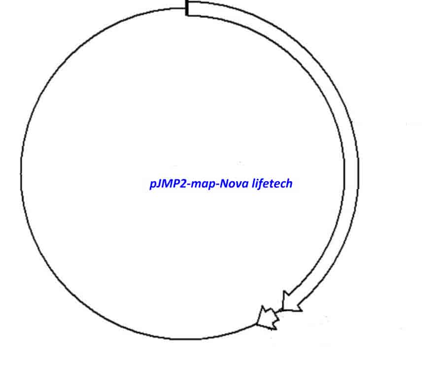 pJMP2 - Click Image to Close