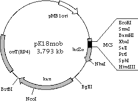 pK18mob Plasmid