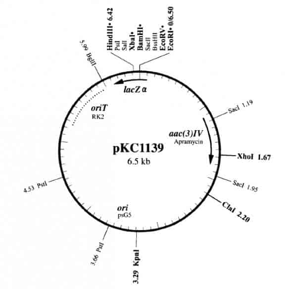 pKC1139 Plasmid - Click Image to Close