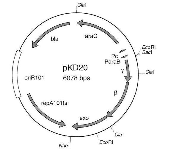 pKD20 Plasmid - Click Image to Close