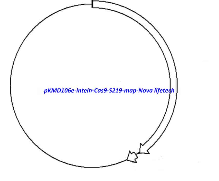 pKMD106e- intein- Cas9 (S219) - Click Image to Close