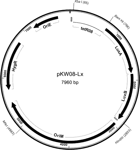 pKW08- Lx - Click Image to Close