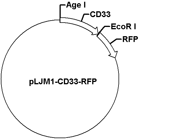 pLJM1-CD33-RFP Plasmid