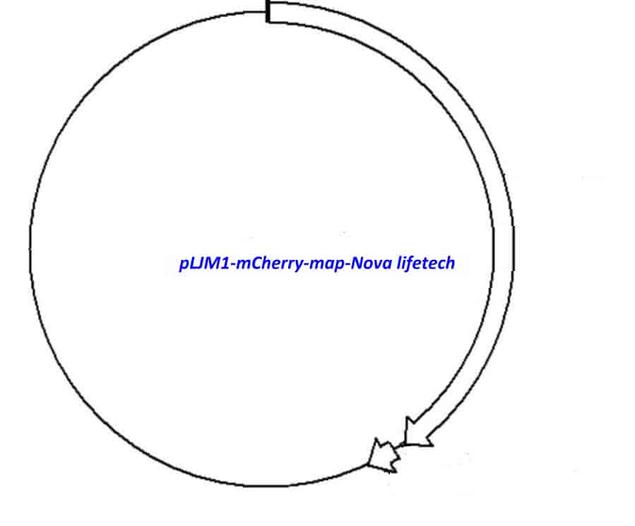 pLJM1-mCherry Plasmid - Click Image to Close