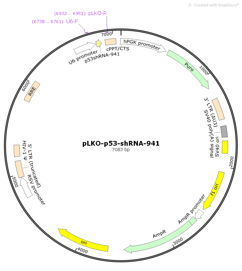 pLKO- p53- shRNA- 941