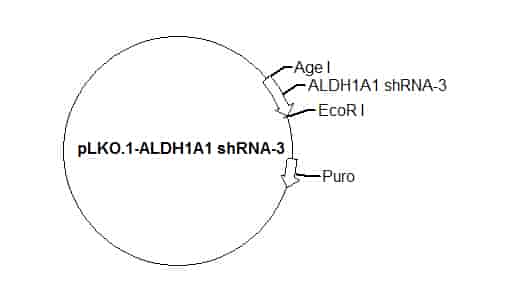 pLKO.1-ALDH1A1 shRNA-3 Plasmid - Click Image to Close