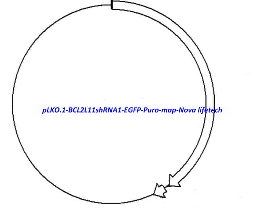 pLKO.1-BCL2L11shRNA1-EGFP-Puro Plasmid