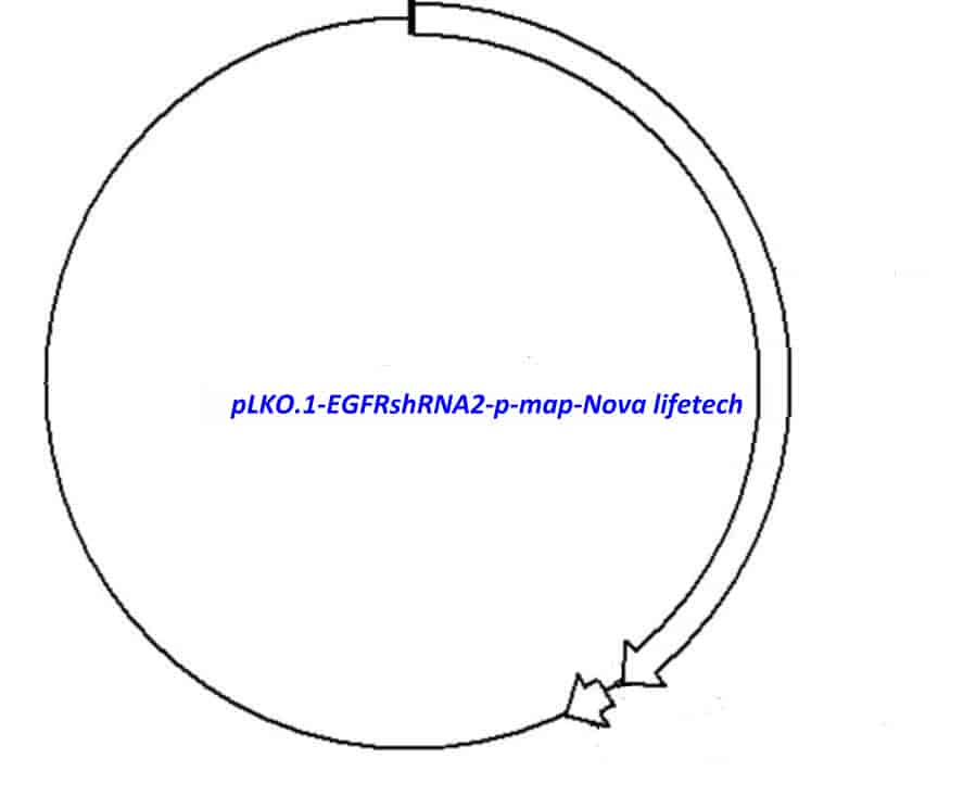 pLKO.1- EGFRshRNA2- p - Click Image to Close