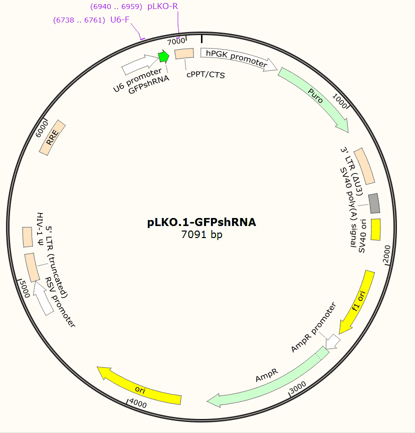 pLKO.1- GFPshRNA- Puro - Click Image to Close