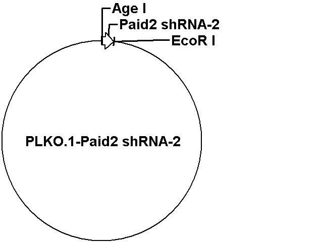 pLKO.1-Pdia2 shRNA-2 Plasmid