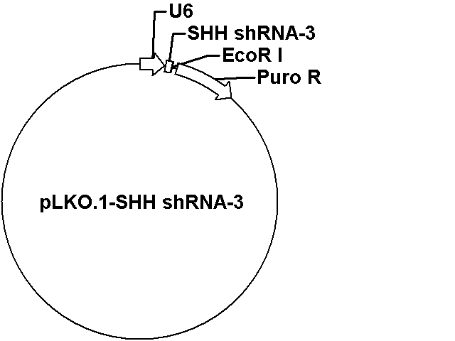 pLKO.1-SHH shRNA-3 Plasmid